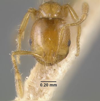 Media type: image;   Entomology 20929 Aspect: head frontal view
